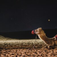 Dubai Visa für Schweizer: Der Schlüssel zur mühelosen Reiseplanung camel-4948299_1280